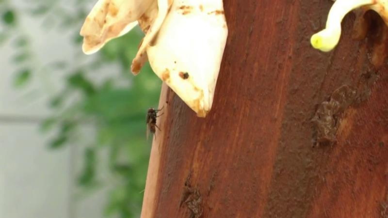 Scat Flower Play P1 - MINA [2025 | FullHD]