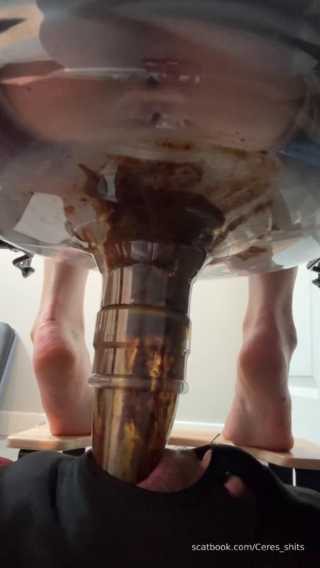 Daily Toilet Torture » Mixfemdomcc - Latest Femdom Porn for Online Streaming - Goddess Ceres [2025 | SD]