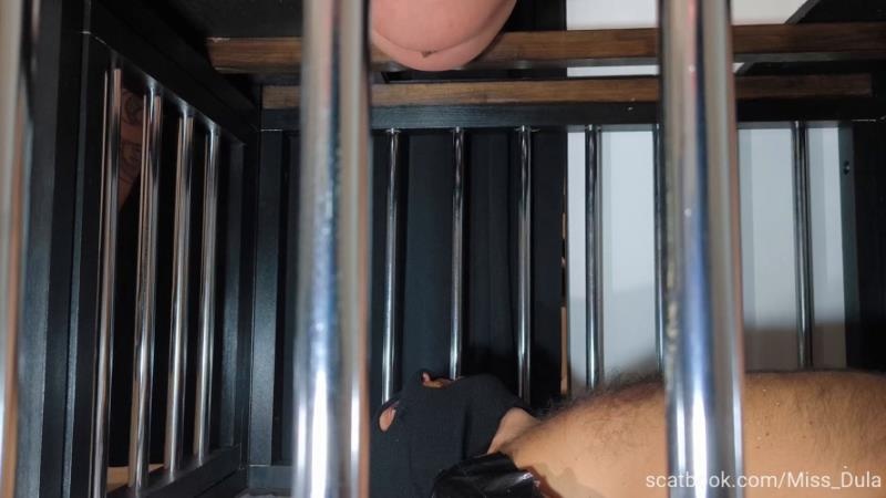 My Poop In His Mouth » Mixfemdomcc - Latest Femdom Porn for Online Streaming - MISS DULA [2026 | FullHD]